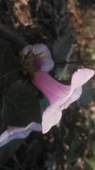 Ipomoea batatas