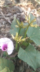 Ipomoea batatas