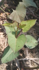 Ipomoea batatas