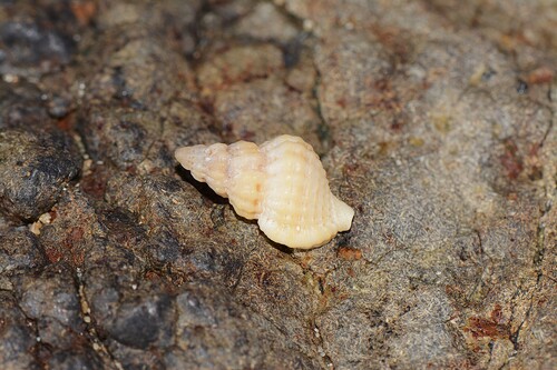 Cymatiella verrucosa, 2025-06-02