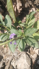 Stachytarpheta jamaicensis