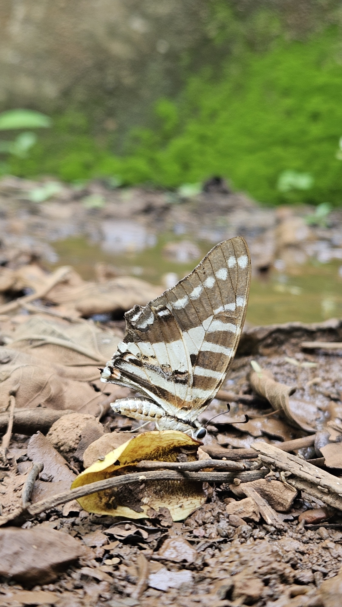 Spot Swordtail
