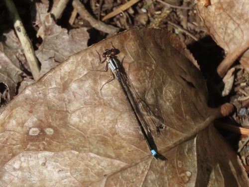Pacific Forktail (Ischnura cervula), a species recorded in Oregon