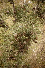 Hakea decurrens physocarpa