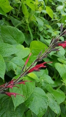 Salvia longistyla