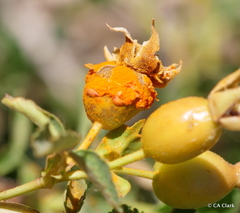 Phragmidium mucronatum
