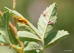 Phragmidium mucronatum