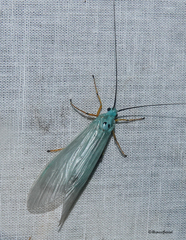 Polymorphanisus nigricornis