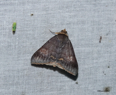Buzara