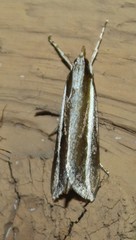 Carectocultus perstrialis