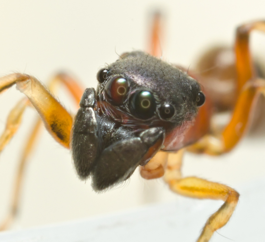 Ant mimic jumping spider