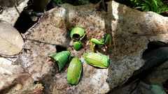 Chrysina laniventris