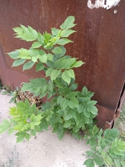 Fraxinus pennsylvanica