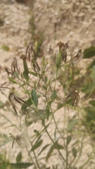 Porophyllum ruderale