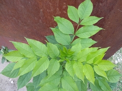 Fraxinus pennsylvanica