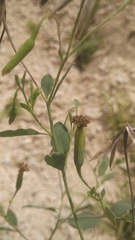 Porophyllum ruderale