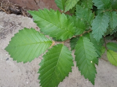 Ulmus