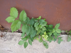Ulmus