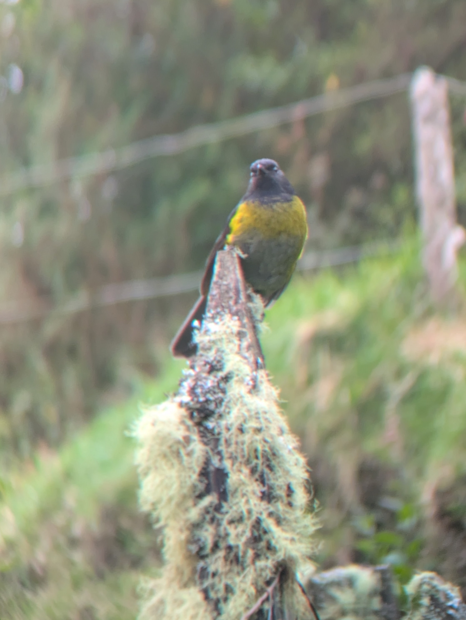 Black-and-yellow Phainoptila (Phainoptila melanoxantha), photo 4