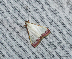 Autocharis hedyphaes