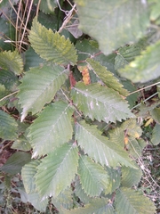 Ulmus