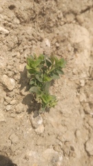 Mecardonia procumbens