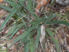 Senecio phelleus
