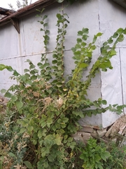 Ulmus