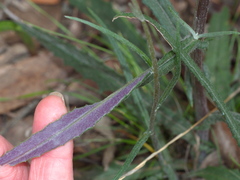 Senecio phelleus