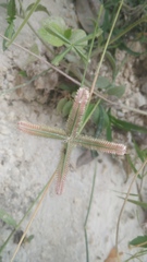 Dactyloctenium aegyptium