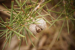 Hakea decurrens physocarpa