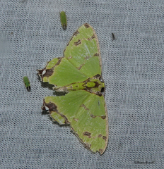 Agathia lycaenaria