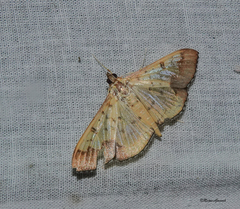 Meroctena tullalis