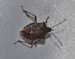 Halyomorpha halys