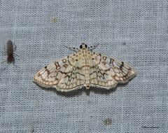 Haritalodes