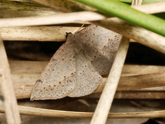 Taxeotis perlinearia