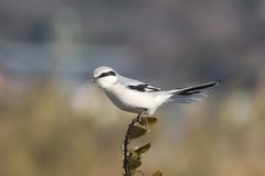 Chinese Grey Shrike photo 4