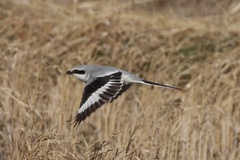 Chinese Grey Shrike photo 2