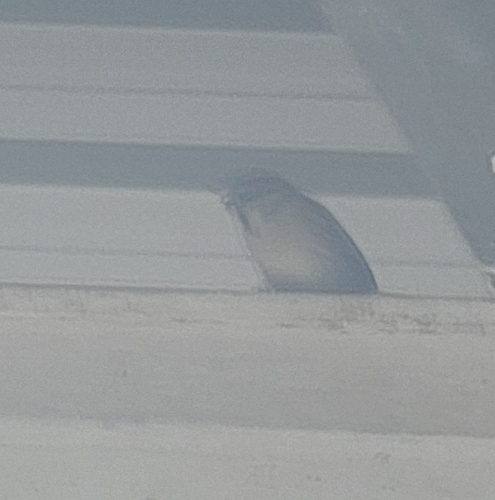 Eurasian Tree Sparrow