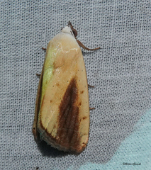 Xanthodes intersepta