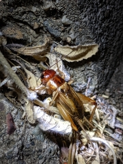 Gryllus lineaticeps