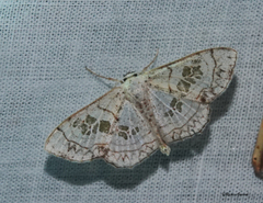 Scopula cuneilinea