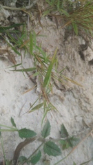 Pogonatherum crinitum