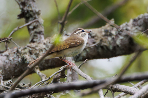 Sakhalin Leaf Warbler (Phylloscopus borealoides), photo 8