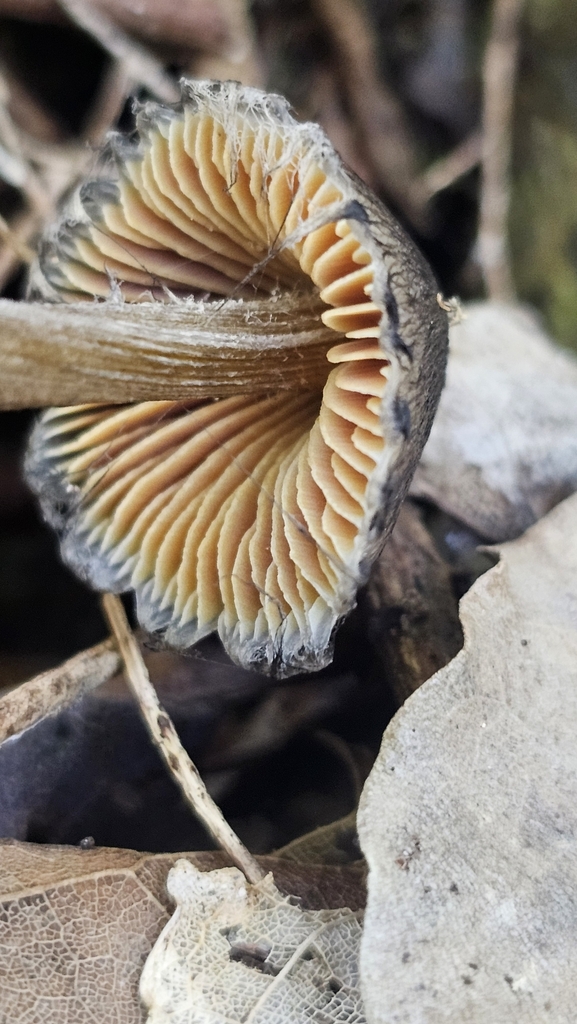 Hygrocybe astatogala · June 2025 · photo: © henryahh (iNaturalist, cc0)