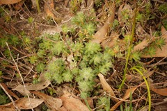 Pultenaea humilis