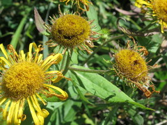 Inula japonica