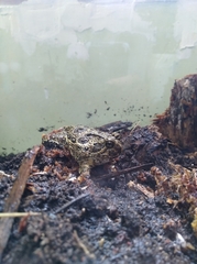 Odontophrynus americanus