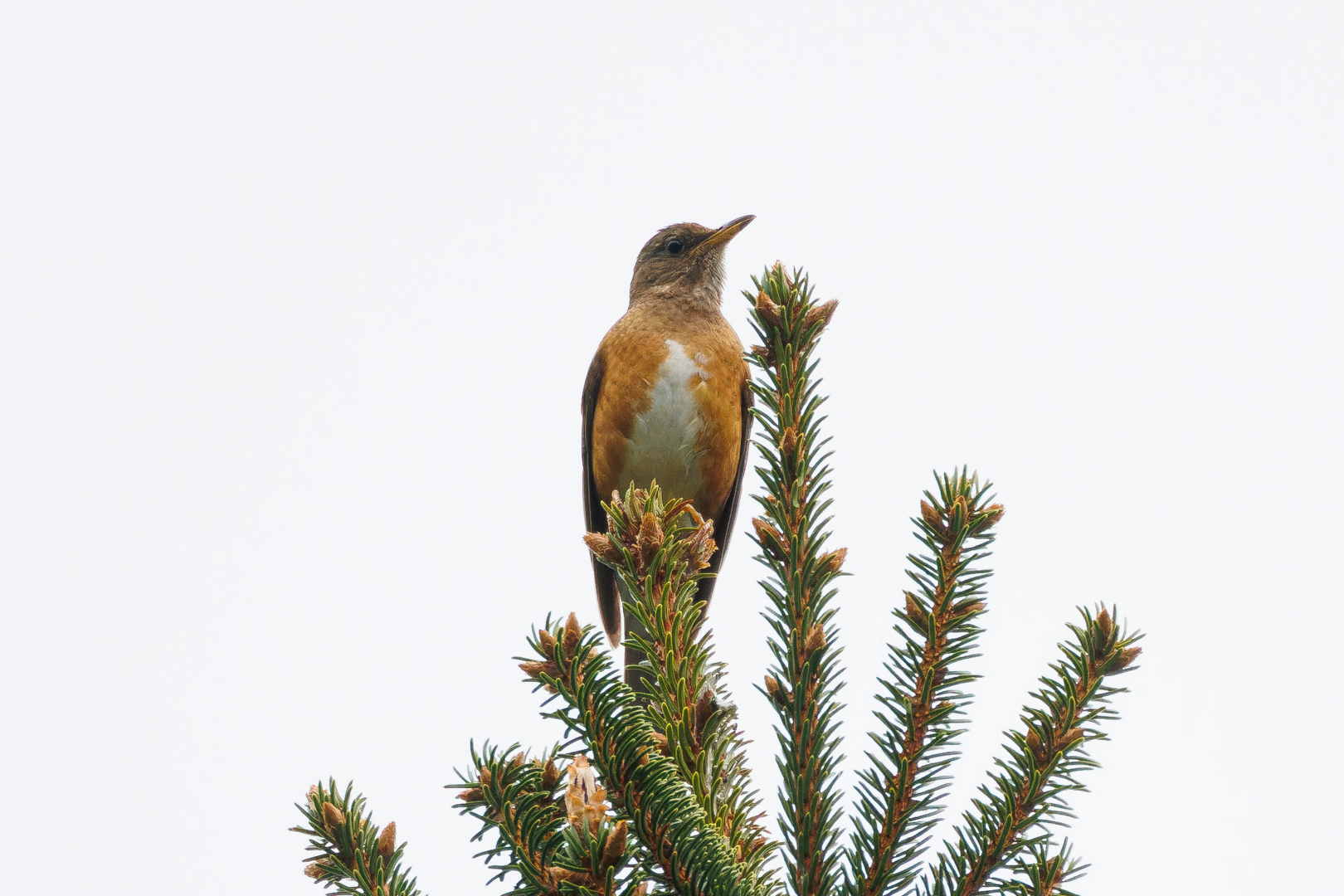 Brown-headed Thrush (Turdus chrysolaus)