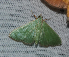 Parotis marginata